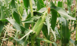 <strong>种植玉米选择一穴单株还是一穴双株？</strong>
