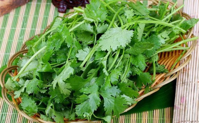想让香菜疯长不停?试试这样做!