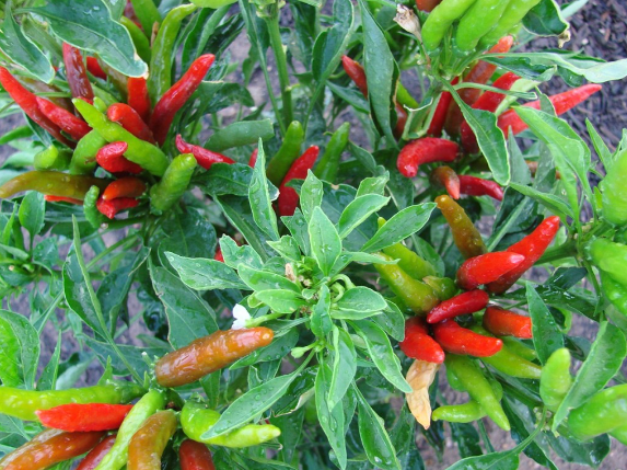 8月份可以种植朝天椒吗?