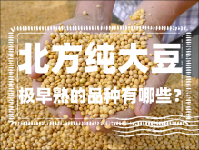 <strong>北方纯大豆极早熟的品种有哪些？</strong>