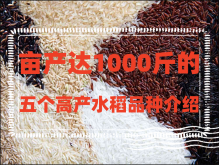 <strong>亩产达1000斤的五个高产水稻品种介绍</strong>
