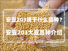 <strong>安豆203属于什么品种？安豆203大豆品种介绍</strong>