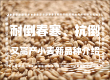<strong>耐倒春寒、抗倒又高产小麦新品种介绍</strong>