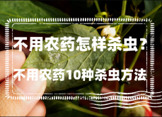 <strong>不用农药怎样杀虫？不用农药10种杀虫方法</strong>