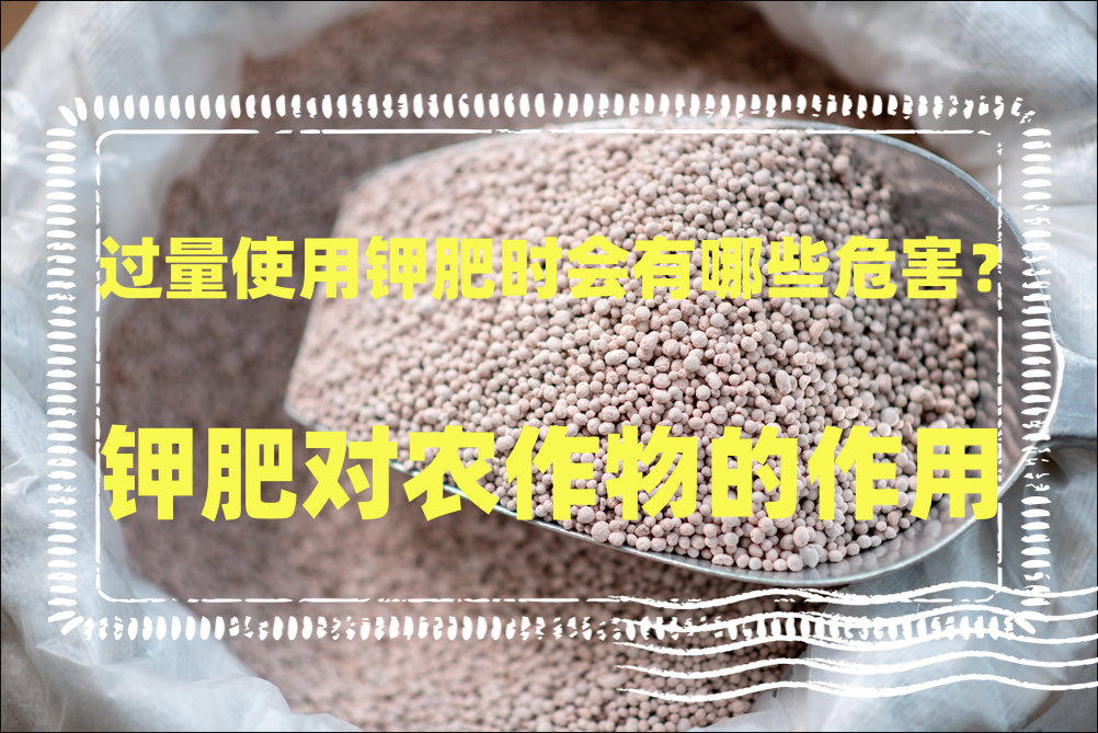 过量使用钾肥时会有哪些危害?钾肥对农作物的作用
