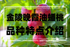 <strong>金陵晚霞油蟠的特点是什么？金陵晚霞油蟠桃品种特点介绍</strong>