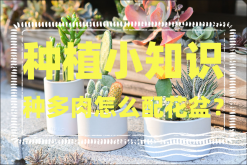 <strong>种植小知识-种多肉怎么配花盆</strong>