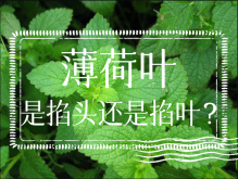 <strong>薄荷叶是掐头还是掐叶？</strong>
