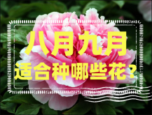 <strong>八月九月适合种哪些花？</strong>