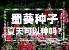 <strong>蜀葵种子夏天可以种吗？怎样种呢？</strong>