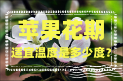 <strong>苹果花期适宜温度是多少度？每个品种都一样吗？</strong>