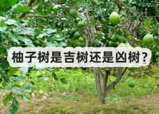 <strong>柚子树是吉树还是凶树</strong>