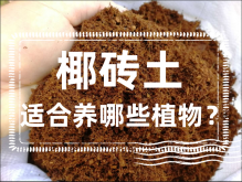 <strong>椰砖土是什么？椰砖土适合养哪些植物？</strong>