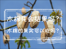 <strong>木棉花会结果吗？木棉的果实可以吃吗？</strong>