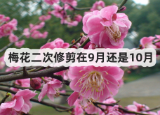 <strong>梅花二次修剪在9月还是10月</strong>