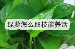 <strong>绿萝怎么取枝能养活，需要加土壤吗？</strong>