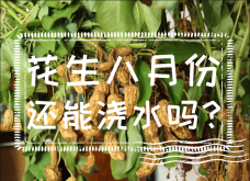 <strong>花生八月份还能浇水吗？如何管理花生</strong>