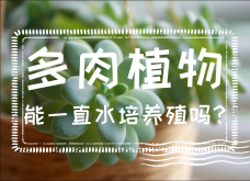 <strong>多肉植物能一直水培养殖吗？多肉种植要点</strong>