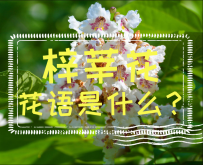 梓莘花的花语是什么？梓莘花的故事