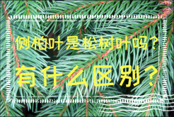 <strong>侧柏叶是松树叶吗？有什么区别？</strong>