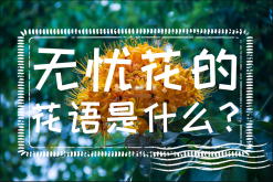 <strong>无忧花的花语是什么？无忧花典故介绍</strong>