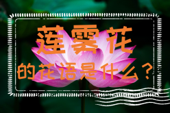 <strong>莲雾花的花语是什么？莲雾花的特性</strong>