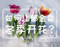 如何讓郁金香冬季開花？