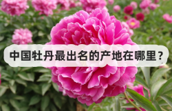 <strong>中国牡丹最出名的产地在哪里？</strong>