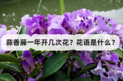 <strong>蒜香藤一年开几次花？花语是什么？</strong>