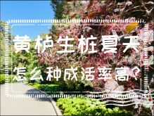 <strong>黄栌生桩夏天怎么种成活率高？</strong>