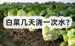 <strong>白菜几天浇一次水？</strong>