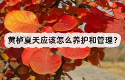 <strong>黄栌夏天应该怎么养护和管理？</strong>