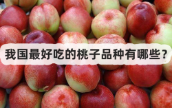 <strong>我国最好吃的桃子品种有哪些？</strong>