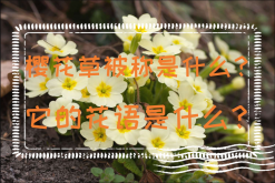 <strong>樱花草被称是什么？它的花语是什么？</strong>