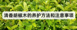 <strong>清香胡椒木的养护方法和注意事项</strong>