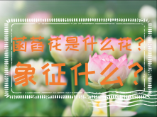 <strong>菡萏花是什么花？象征什么？</strong>