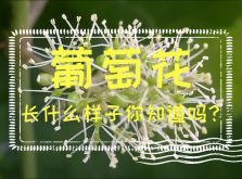 <strong>葡萄花长什么样子你知道吗？</strong>