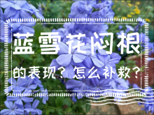 <strong>蓝雪花闷根的表现？怎么补救？</strong>
