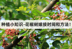 <strong>种植小知识-花椒树嫁接时间和方法！</strong>