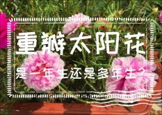 <strong>重瓣太阳花是一年生还是多年生？</strong>