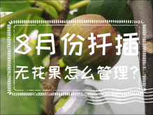 <strong>8月份扦插无花果怎么管理？</strong>