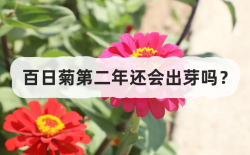 <strong>百日菊第二年还会出芽吗？</strong>