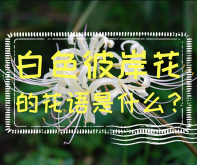 <strong>白色彼岸花的花语是什么？彼岸花科普</strong>