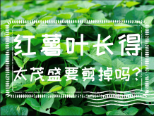 <strong>红薯叶长得太茂盛要剪掉吗？番薯怎么种？</strong>