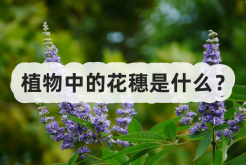 <strong>植物中的花穗是什么？</strong>
