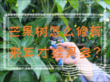 <strong>芒果树怎么修剪来年才挂果多？芒果树修剪时间</strong>