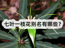 <strong>七叶一枝花别名有哪些？</strong>
