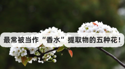 <strong>最常被当作“香水”提取物的五种花！</strong>