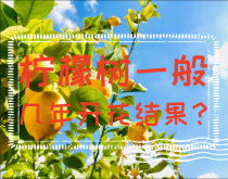<strong>柠檬树一般几年开花结果？柠檬树种植技术要点</strong>