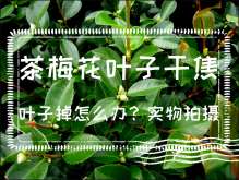 <strong>茶梅花叶子干焦叶子掉怎么办？</strong>
